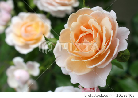 Rose Elizabeth Stewart Rose Elizabeth Stewart 20185403