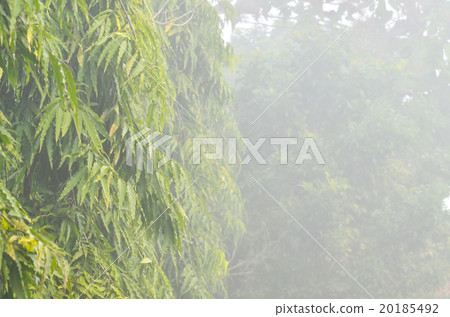 An early morning foggy 20185492