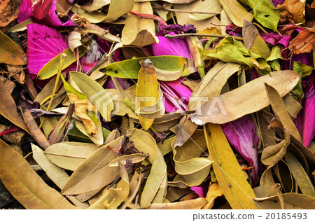 autumn season orange leafs 20185493