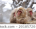 Monkey of Jigokudani Onsen 20185720