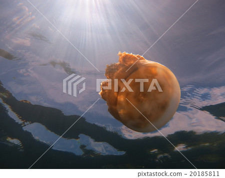 水母（水母湖） 20185811