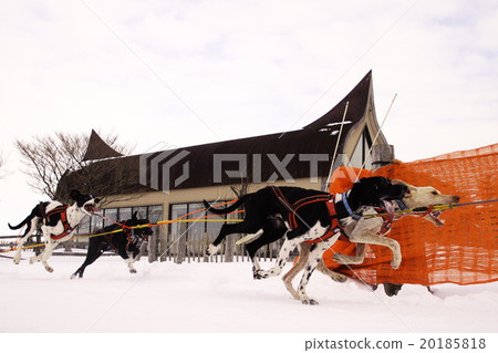 狗拉雪橇比賽 狗拉雪橇比賽 20185818