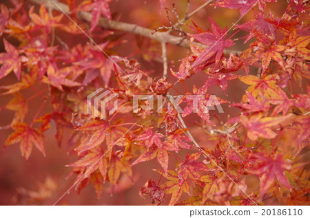 秋葉枯葉 20186110