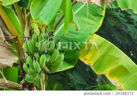 banana on the banana tree banana on the banana tree 20186372