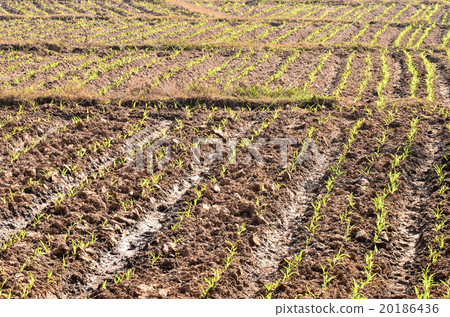field with young corn 20186436