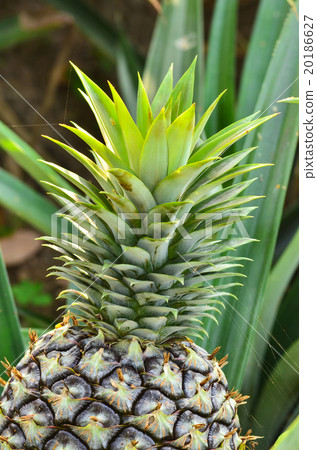 Pineapple on the plant 20186627