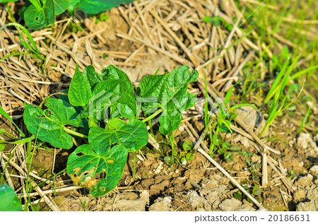 Plant seedlings 20186631