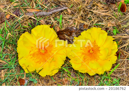 Yellow Nika flower Yellow Nika flower 20186762