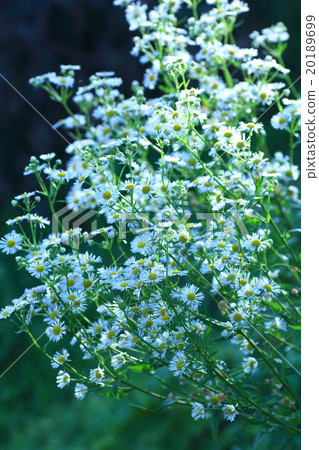 白菊花花 20189699