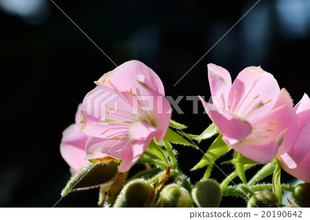 Don Bear flowers Don Bear flowers 20190642