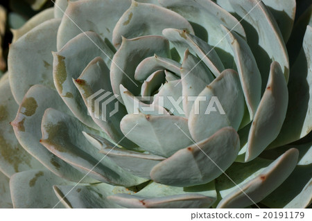 cactus flower cactus flower 20191179