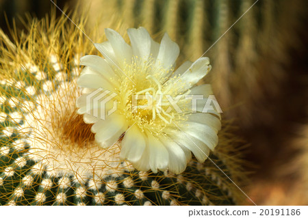Yellow cactus flower Yellow cactus flower 20191186