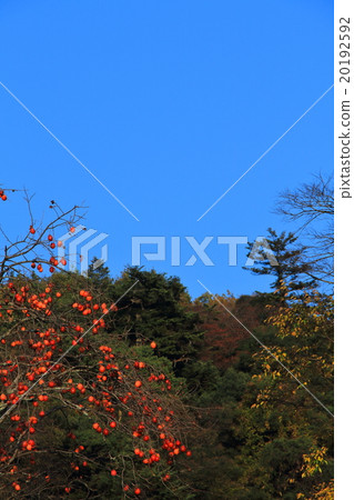 Persimmon in the blue sky Persimmon in the blue sky 20192592