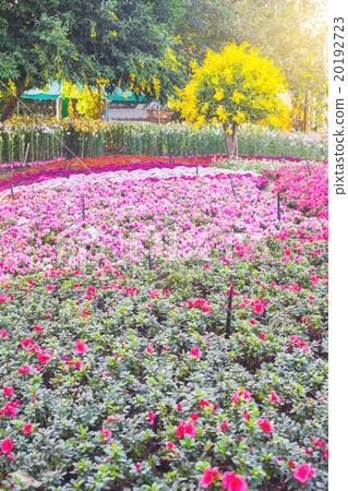 Garden flowers 20192723