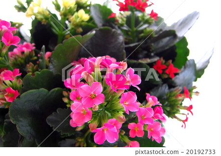 Kalanchoe 20192733