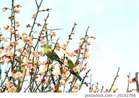 兩棵梅花樹和梅花 兩棵梅花樹和梅花 20192766