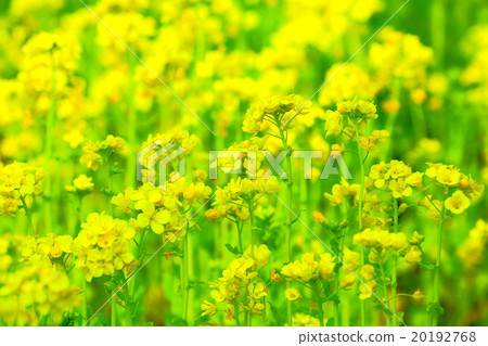 很多油菜花盛開 20192768