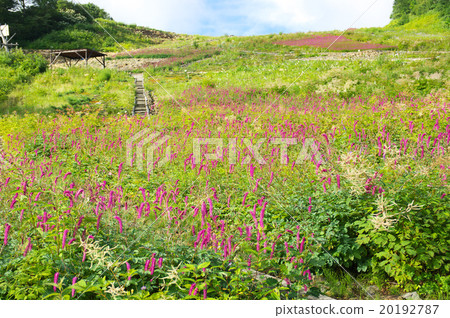 Hakuba Goryu Alpine Botanical Garden 20192787