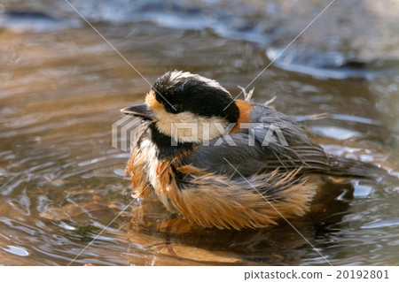 Bathing in the parus Bathing in the parus 20192801