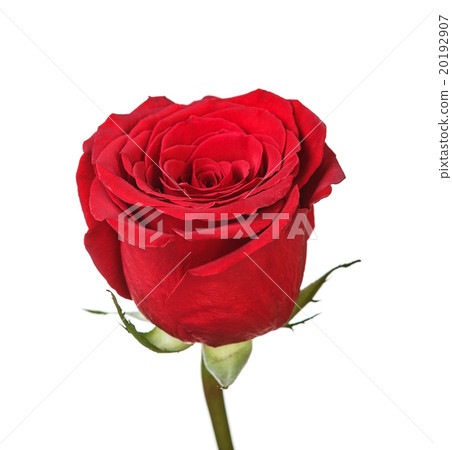 Saturated red perfect rose 20192907