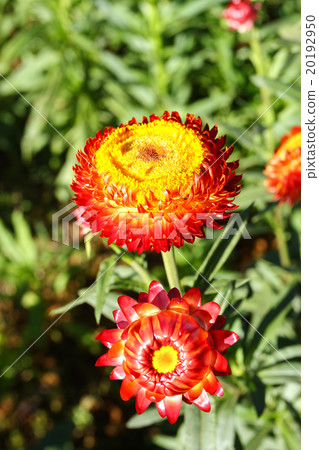 Everlasting or straw flowers Everlasting or straw flowers 20192950