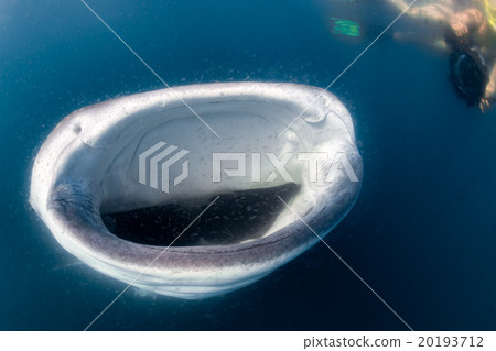 Whale Shark and diver underwater Whale Shark and diver underwater 20193712