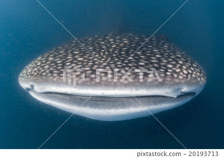 Whale Shark scuba underwater portrait 20193713