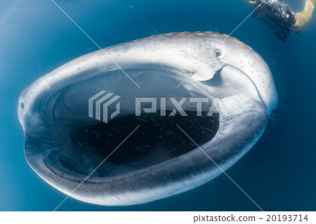 Whale Shark and diver underwater Whale Shark and diver underwater 20193714