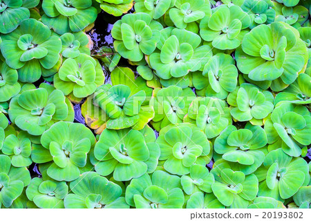 Float Water lettuec 20193802