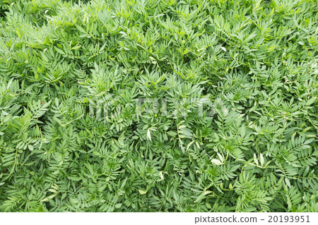 Abstract nature background. Green leaves texture. 20193951