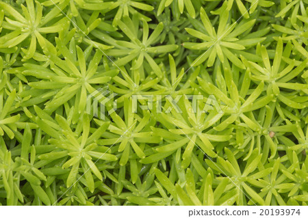 Abstract nature background. Green leaves texture. 20193974