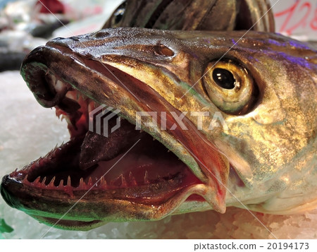 Merusa with a big mouth opened 20194173