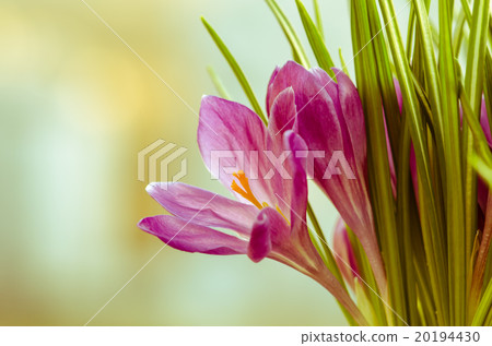 crocus crocus 20194430