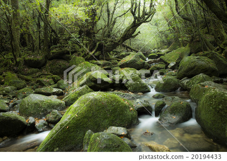 Mossu Forest · Shiratani Kuunizu gorge 20194433