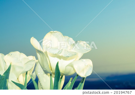 white tulip white tulip 20194767
