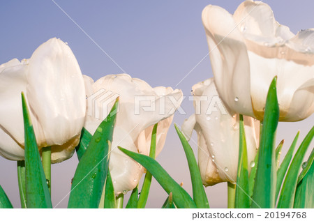 white tulip white tulip 20194768