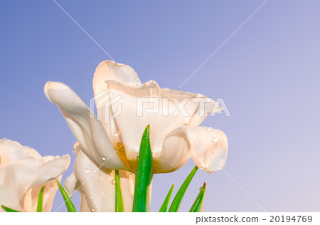 white tulip white tulip 20194769