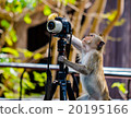 Monkey photographer at work. 20195166