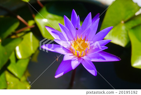 Lotus flower in the pond. 20195192