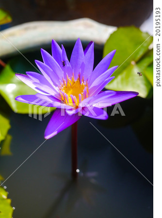 Lotus flower in the pond. Lotus flower in the pond. 20195193
