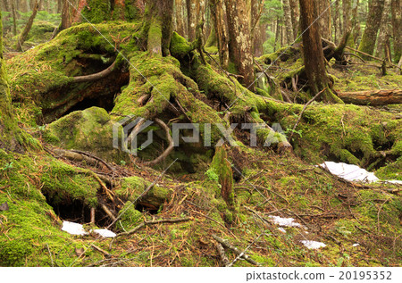 The forest of the remaining snow The forest of the remaining snow 20195352