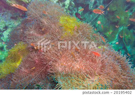 Tropical Fish on Coral Reef 20195402