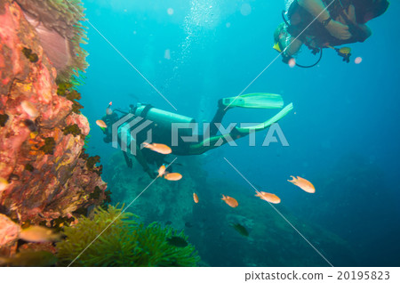 Scuba Diver on coral reef in clear blue water 20195823
