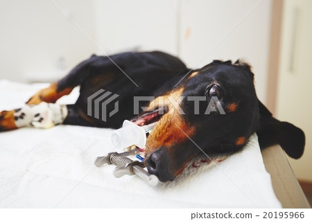 Ill dog in the veterinary clinic Ill dog in the veterinary clinic 20195966