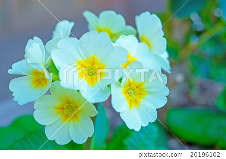 Primula Primula 20196102