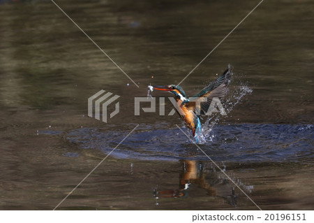 Kingfishes that hunt 20196151