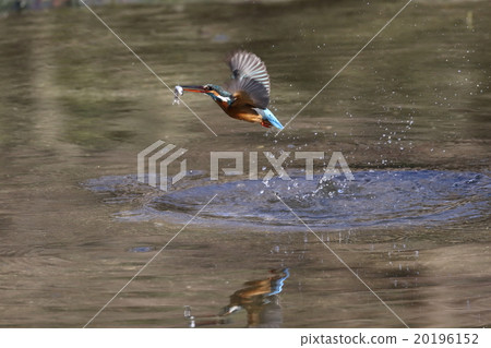 Kingfishes that hunt 20196152