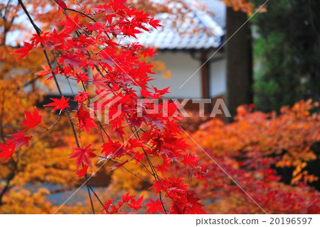 Autumn leaves 20196597