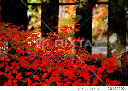 Autumn leaves Autumn leaves 20196602