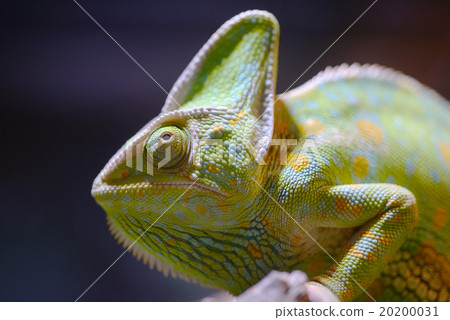 Eboshi變色龍變色龍Chamaeleo calyptratus 20200031